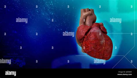 Anatomia Del Corpo Umano E Del Cuore 3d Immagini E Fotografie Stock Ad
