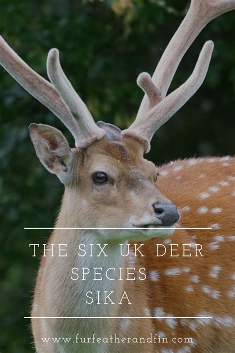 A Guide To Sika Deer One Of The Six Deer Species In Britain Deer