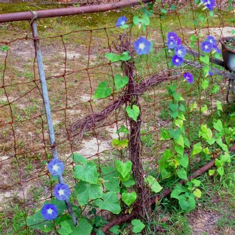 Morning glory transcript at scripts.com. Pin on garden