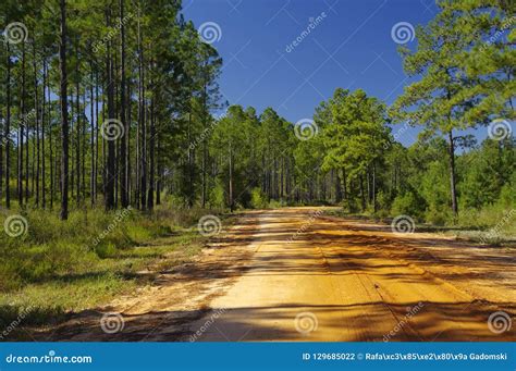 A Gravel Road Into The Lake Talquin State Park And Forest Tallahassee