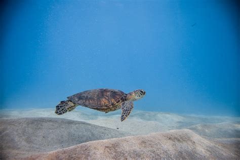 Where To See Turtles On Oahu Hawaii Journey Era