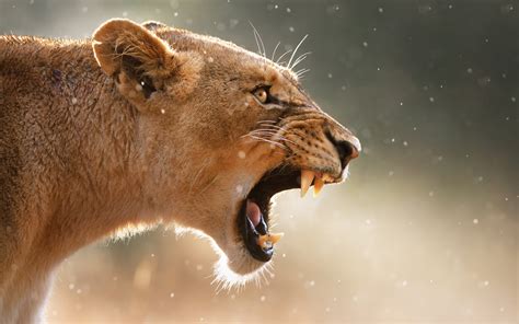 Nature Lion Animals Roar Wallpapers Hd Desktop And