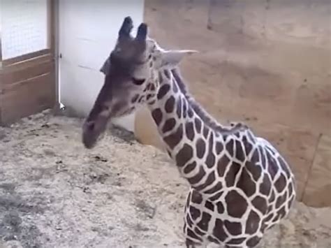 A Look At Ethics As Many Watch And Wait For April The Giraffe To Give Birth 137 Cosmos And
