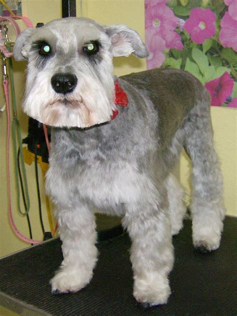 Whats A Teddy Bear Cut And Other Lessons From A Groomer Pethelpful