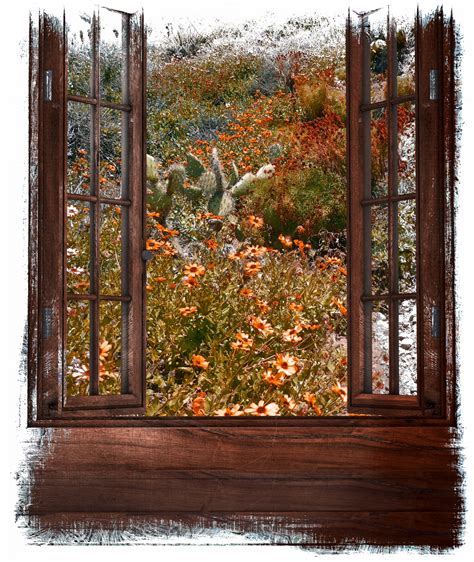 Flowers Through The Window Free Stock Photo Public Domain Pictures