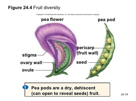 Bio 100 Chapter 24