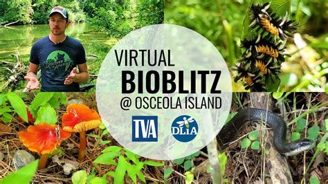 Virtual Bioblitz Osceola Island Youtube