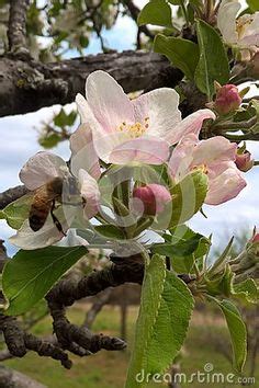 Stark® montmorency pie cherry (122) starting at $59.99. 47 Oklahoma Fruit Trees ideas | fruit trees, growing tree ...
