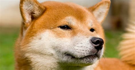 When you click on a headline, the switch your site preferences to interactive chart. Cryptocurrency Dogecoin now has a market value of more ...