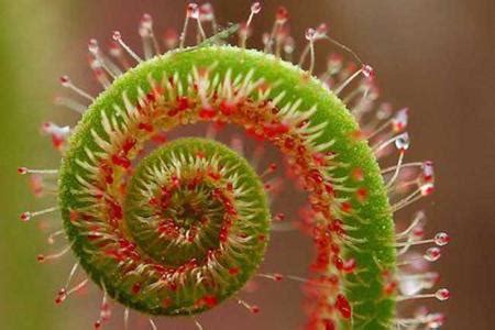 Fertilize your easter cactus with orchid fertilizer while it is flowering, but do not fertilize the plant get the masterclass annual membership and learn how to cultivate fresh herbs and vegetables, keep your house plants alive, and use compost to make. Method of Light,Soil,Temperature,Moisture,Fertilizer ...