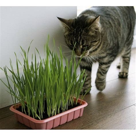 Sekalipun pemberian pupuk pada rumput halaman dilakukan secara rutin, rumput tetap akan. Jual Benih Rumput Kucing Cat Grass Wheatgrass Rumput ...