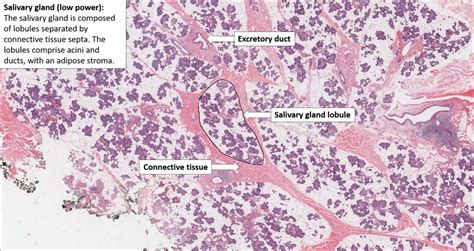 Salivary Gland Normal Histology NUS Pathweb NUS Pathweb