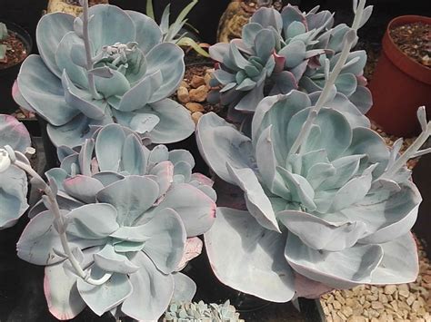 The leaves are rounded with a slight point and are metallic blue in colour for most of the year. Echeveria 'Blue Dude' | World of Succulents