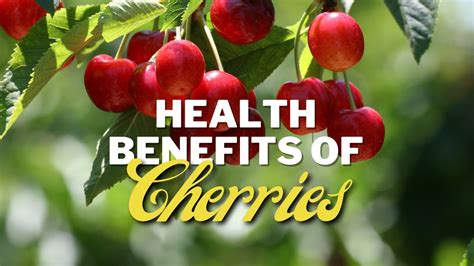 Health Benefits Of Cherries 🍒 Youtube