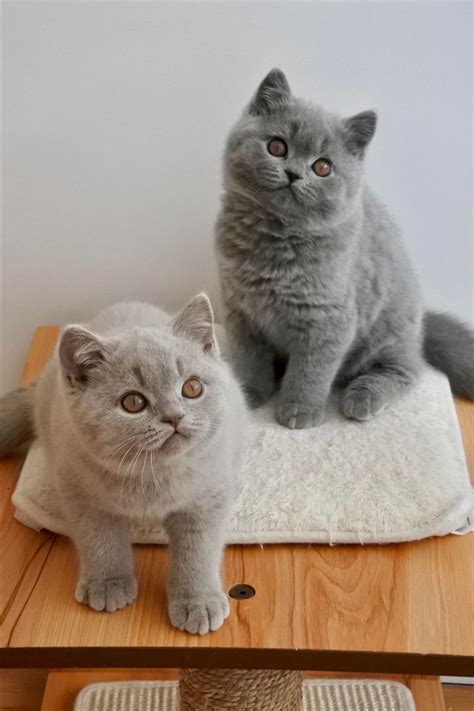 British Shorthair Kitten In 2021 Cute Baby Dogs Baby Cats Kittens