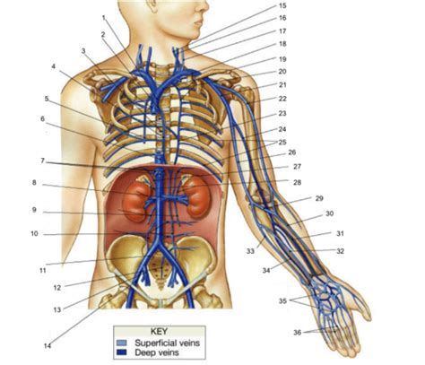 The Venous Drainage Of The Abdomen And Chest Flashcards Quizlet