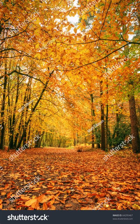 Beautiful Autumn Fall Forest Scene With Vibrant Colors And Excellent