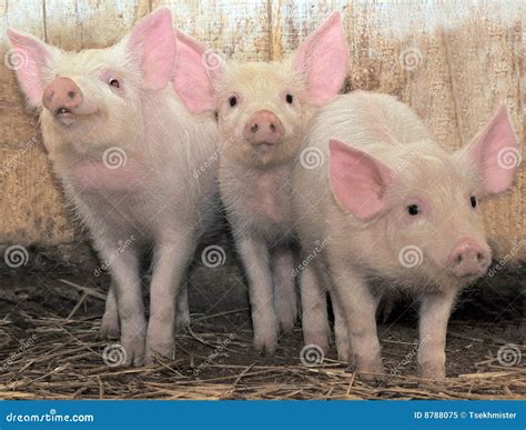 Three Pigs Royalty Free Stock Photo Image 8788075