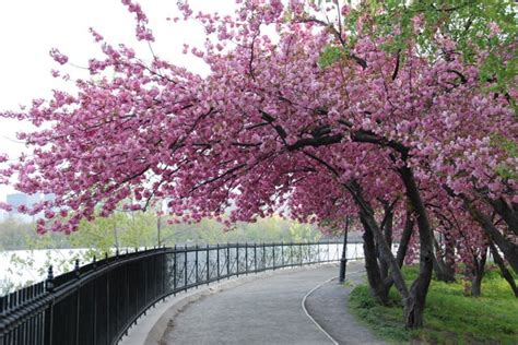Map of Cherry Blossom Trees in Central Park