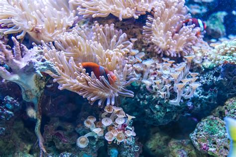 Flippers And Fins Coral Reefs Part I Plant Or Animal