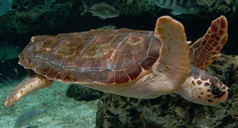 Loggerhead Sea Turtle Wild Kratts Wiki Fandom