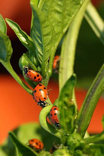 Wood ants finger image saint katherine thinking of someone moonrise kingdom pepper plants how to get away love and light go outside. 59 best images about Peppers on Pinterest | Vegetables ...