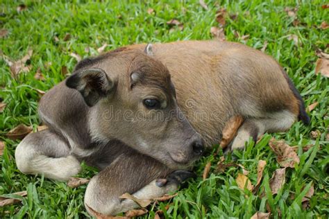 Cute Baby Buffalo In Farmcute Animal Farmer S Friend Stock Image