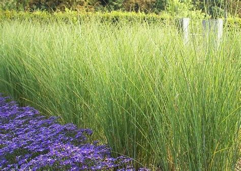 Photograph by matthew millman courtesy of scott lewis. Morning Light Japanese Silver Grass | privacy fence ...