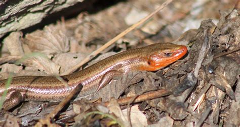 Rattlesnake Education And Awareness Five Lined Skink