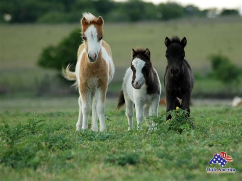 Baby Horse Wallpapers Wallpaper Cave