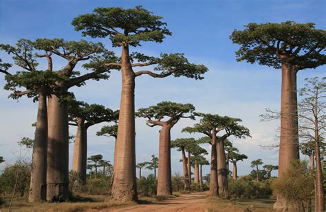 Le Baobab Lemblématique Arbre Malgache Voyage Tourisme Madagascar