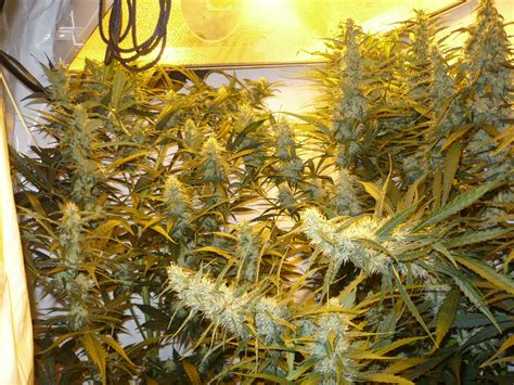 Maybe you would like to learn more about one of these? Aeroponics - Keeping It Simple Stupid - Aeroponics DIY