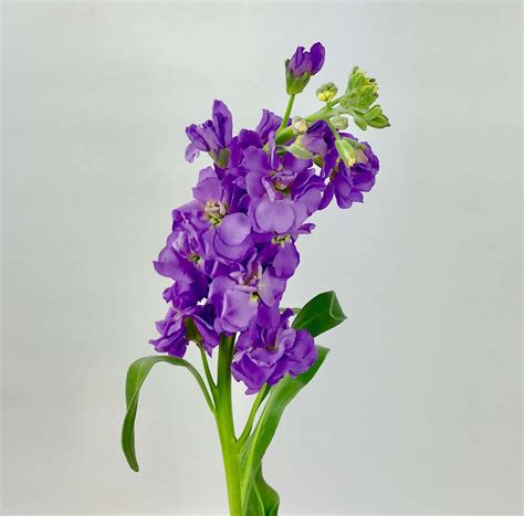 Stock Light Purple Wholesale Bulk Flowers Cascade Floral