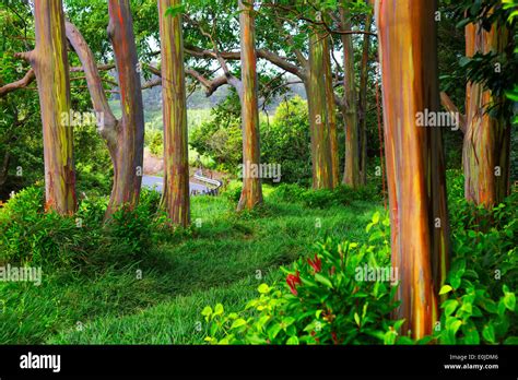 Rainbow Trees Off The Road To Hana Maui Hawaii Stock Photo Alamy