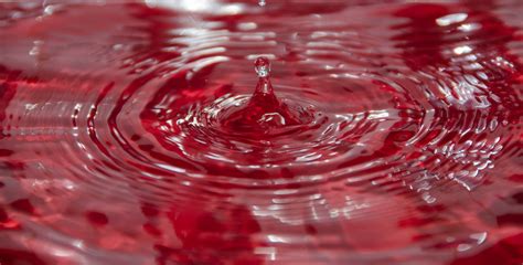 Wallpaper Red Macro Water Droplets Drops Nikon Flickr Droplet Dop D5100 4928x2506