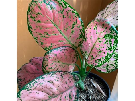 Unveiling The Beauty Of Aglaonema Pink Star A Comprehensive Guide To