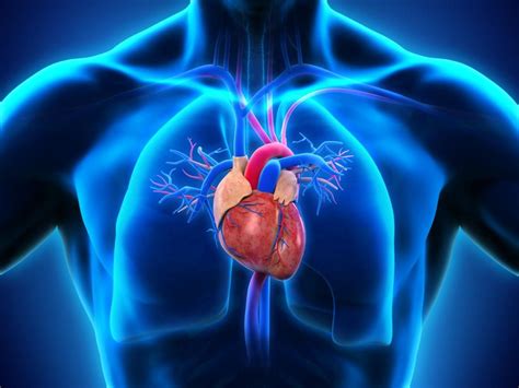 El sistema circulatorio está compuesto por el corazón los pulmones
