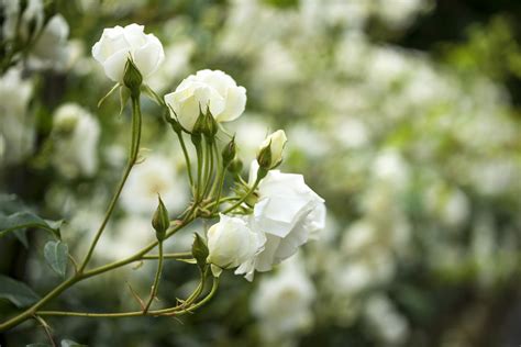 White Flowers That Look Like Roses Fun Facts About Roses Better Homes