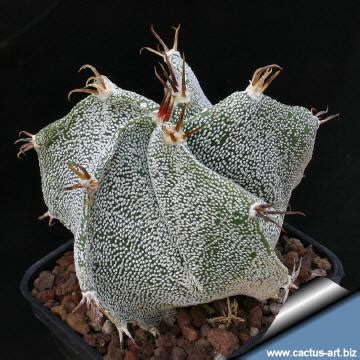 No, not all cactuses have spines. Astrophytum hybrid MY-OR (mryriostigma x ornatum)