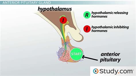 What Is The Pituitary Gland Functions Hormones And Hypothalamus