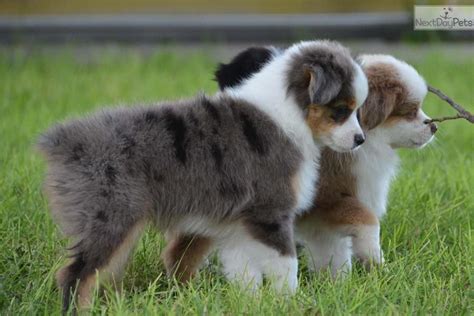Beau is a blue merle miniature australian shepherd. Buzz- Blue merle mini/toy Aussie | Australian shepherd ...