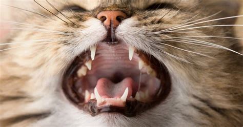 Learn all the cat care basics such as choosing a cat food, litter, litter boxes, grooming, dental care, cat carriers my cats are much more accepting of having their front claws trimmed than their back. 5 Fascinating Facts About Your Cat's Teeth - The Catington ...