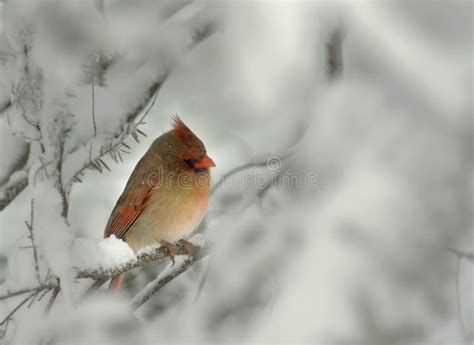 Female Cardinal In Winter Snow Stock Image Image Of Cardinalis