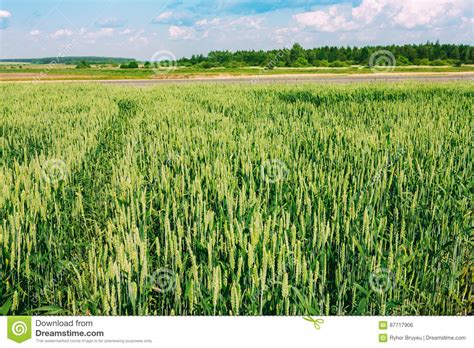 Landscape Of Green Wheat Field Under Scenic Summer Sky Stock Photo