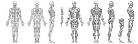 My Muscle Anatomy Reference Hi Rez by elitassj4 on DeviantArt