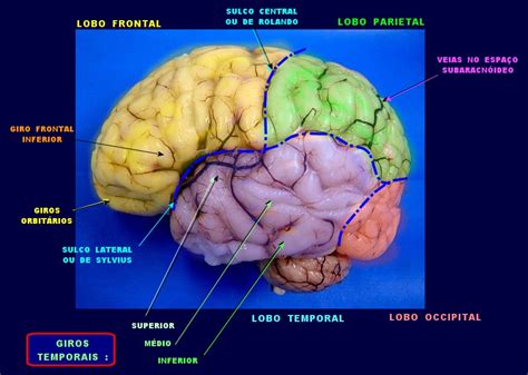 Acentuação Dos Sulcos E Fissuras Cerebrais