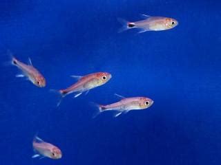 Bei lieferung sind die fische etwa 1 bis 1,5 cm groß. www.Zootierliste.de