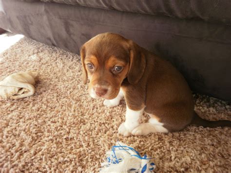 Check spelling or type a new query. Baby Beagle Julie | Baby beagle, Cute animals, Cute puppies