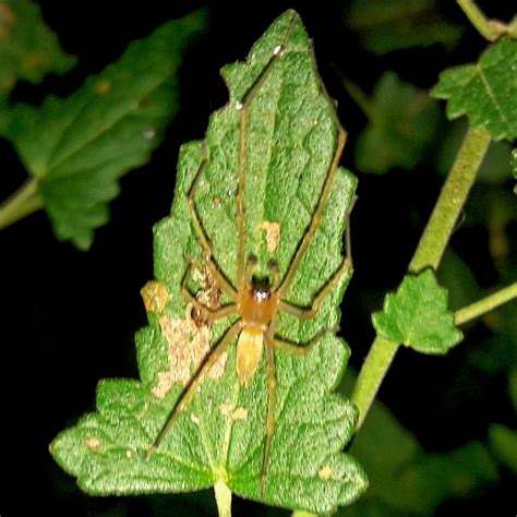 Entelegyne Spiders From Candelaria Misiones Argentina On November