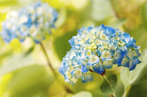 Your walls are a reflection of your personality, so let them speak with your favorite quotes, art, or designs. 17 Beautiful HD Hydrangea Flowers Wallpapers
